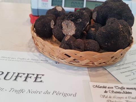 Dordogne: Tout savoir sur la (très chère) truffe noire du Périgord, dont le  marché national s'ouvre ce matin